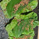 梅田 鮨割烹のの - 