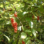 Auberge de Primavera - 浅間山麓に自生する五味子。自家製の食前酒としてお出ししています。