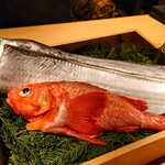 Metis - 本日の鮮魚