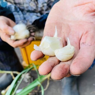 聖地青森県田子町より届く日本一の｢にんにく｣