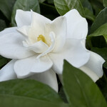 焼きもの家 慶 - 来る途中大元のクチナシを見て来た。まだ大丈夫^_^。終齢になったばかりらさいオオスカシバのイモムシが一心不乱に葉っぱを食べていたけど、このところ大した害も無いし見逃してあげた。虫の恩返しあるかな^_^