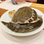 蕎麦割烹  倉田 - 天然鼈（スッポン）大1.5kg & 小1.0kg