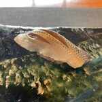 伊藤家のつぼ - 