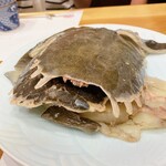 蕎麦割烹  倉田 - 天然鼈（スッポン）大1.5kg & 小1.0kg