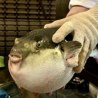 ふぐ御料理處 でん - 