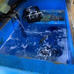 木鶏 - 店内に生簀を構えてる