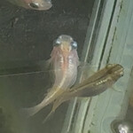 JiProign - 母のヒメダカがお腹に卵を押し出すと、何処の馬の骨かのオスメダカが寄り添って、お腹をくっつけあってプルプル^_^。どんな子が生まれるのかな？