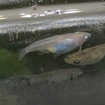 JiProign - 母メダカのお腹にぷつぷつと卵