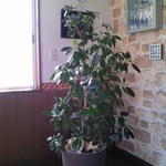 手打ち蕎麦　さとみ - 店内 ① 観葉植物