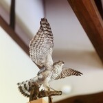 西欧料理 サヴァカ - ハイタカ剥製：食えるのかは不明...