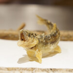 日本橋 蕎ノ字 - 鮎　塩で