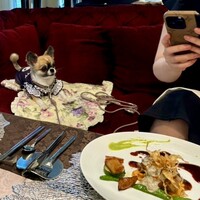 ル レーヴ ドゥ ティム - 他の席にもワンちゃんがいます。