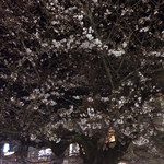 きくや - 駅前の桜