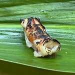 亀庄寿司 - 車海老頭