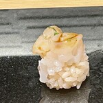 鮨と天草大王 天音 - アオリイカ