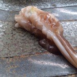 寿司割烹 魚紋 - トリ貝