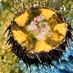 池田紘三 - 雲丹とアオリイカ