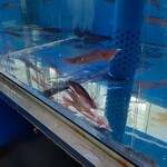 ととや烏賊煎 - 元気に泳いでます。この後、また烏賊入荷して倍以上になりました。