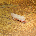 らん亭～ 美日庵 - 淡路の鯛