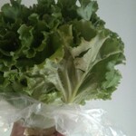 松原農園 - リーフレタス