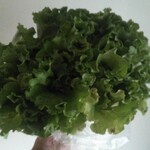 松原農園 - でっかいよ