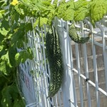 インデアンレストラン  ニューミラ - ゴーヤが版図を拡大していた^_^