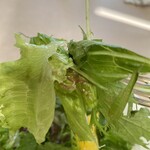 むっしゅカトウ - 