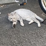 島ホルモン - ねこちゃん