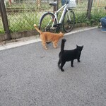 島ホルモン - ねこちゃんツインズ