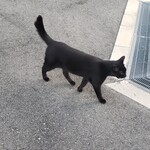 島ホルモン - ねこちゃん