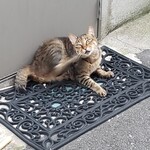 島ホルモン - ねこちゃん