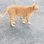 島ホルモン - ねこちゃん