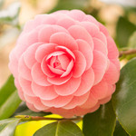 庭園の美しい乙女椿