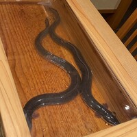 にょろ助 銀座 - 