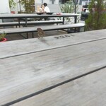 1954 Fukuoka - 養殖中のスズメさん