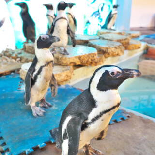 珍しいペンギンを見ながらこだわりのお酒を楽しめるバー