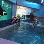 ペンギンのいるダイニングバー沖縄 - 
