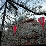 青家のとなり - 目黒川の桜