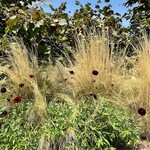 Fiat Caffè 500 - 日本では見かけない植物が約三万本植っている