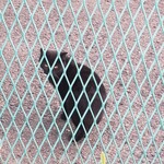 島ホルモン - ねこちゃん