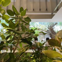 熱香森 - 