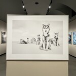 Ristorante SCAT_TO - 橇(ソリ) を曳く犬たち