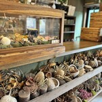 GAFLO CAFE by Flower FIELD