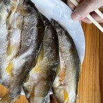 板取川 洞戸観光ヤナ - 