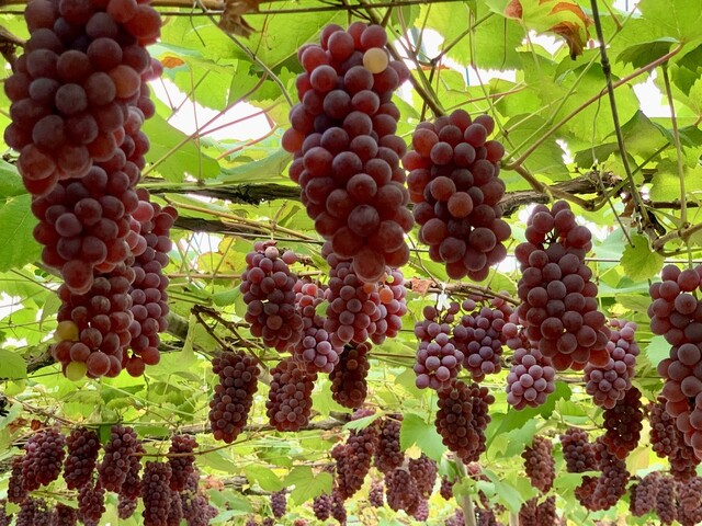 ぶどうやさん西村 - 動橋/ジューススタンド | 食べログ