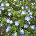 ウェロニカ ペルシカ