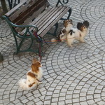 ラ ターブル ドゥ ジョエル・ロブション - 