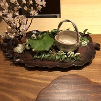 弧柳 - 