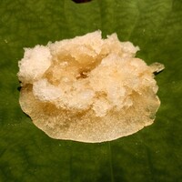 日本料理 山崎 - お出汁をかけると、鱧、蓴菜、冬瓜と言う美味しい夏の味覚