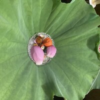 京都 吉兆 嵐山本店 - 